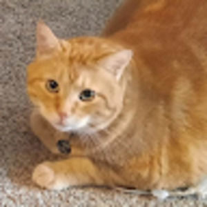 Meet your Posher, Dannika stilson